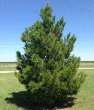 AfghanistanPine1_571ccde7-d833-4acc-a27c-d77523476