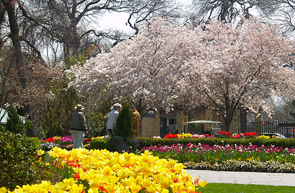 Dallas Arboretum's Hundreds of Cherry Blossom Trees Are Blooming