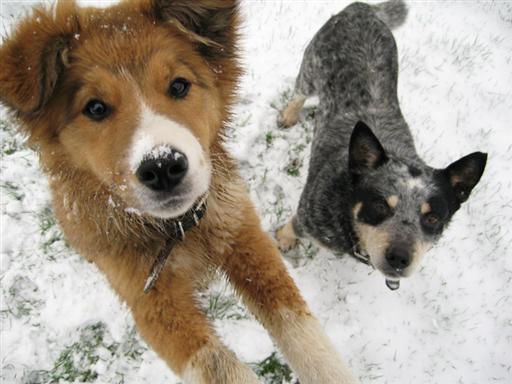 Dogs in Snow.jpg